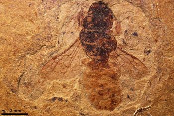 Media type: image;   Entomology PALE-2005